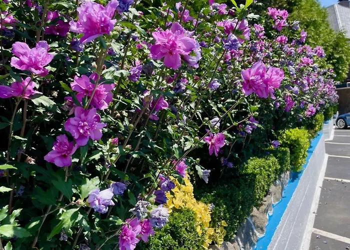 ホテル El Jardin 2*